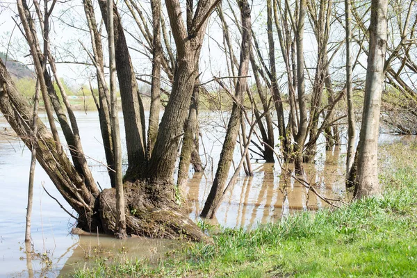 Река Мозель Затопила Части Города Трир Изменение Климата Германия Деревья — стоковое фото