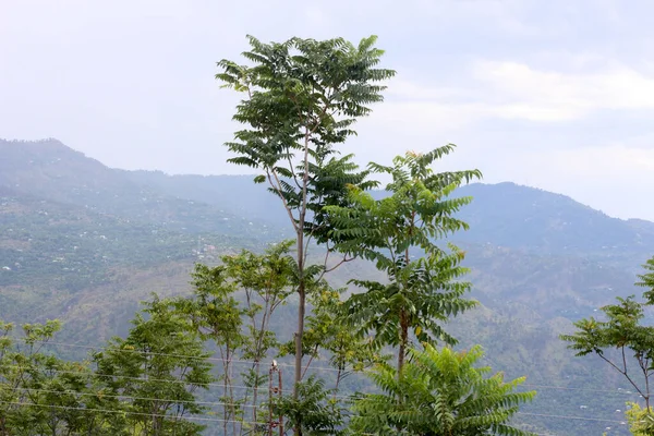 Bujna Zielona Toona Sinensis Wzgórzami Dolinami Tle Aza Kashmir Pakistan — Zdjęcie stockowe