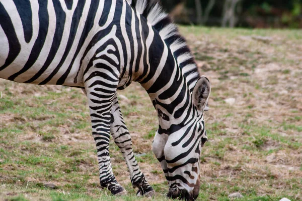 Close Uma Zebra Pastando Prado — Fotografia de Stock