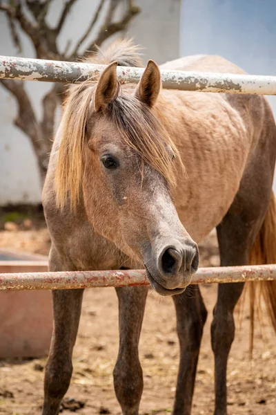 Nahaufnahme Eines Beigen Arabischen Pferdes Sein Kopf Zwischen Holzzäunen Auf — Stockfoto