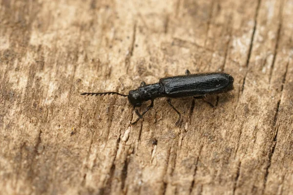 Closeup Small Hairy Metallic Checkered Beetle Tillus Elongatus Wood — Stock Photo, Image