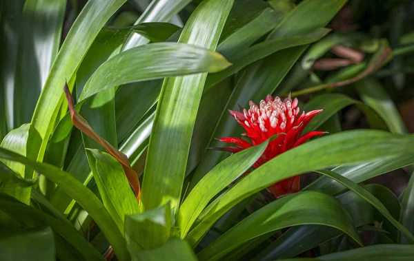 Closeup Red Tufted Airplant Guzmania Blooming Green Leaves — Stock Photo, Image