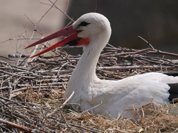 Shallow Focus Shot Stork Its Nest — Stock Photo, Image