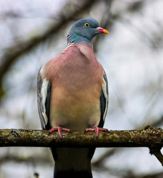 Eine Nahaufnahme Einer Auf Einem Ast Ruhenden Waldtaube — Stockfoto