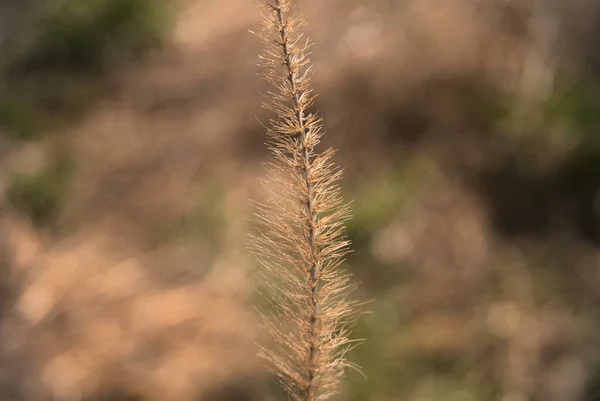 Closeup Shot Dry Autumn Plant Blurry Background — Stock Photo, Image