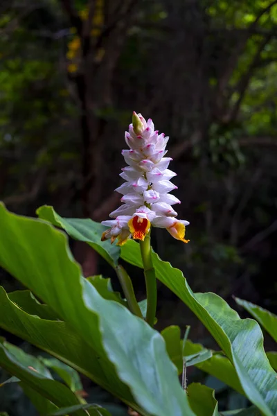 Vertikal Bild Skal Ingefära Alpinia Zerumbet Blomma Blommar Trädgård — Stockfoto