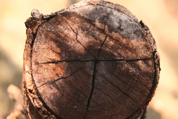 Крупним Планом Знімок Перетину Сухого Старого Дерева — стокове фото