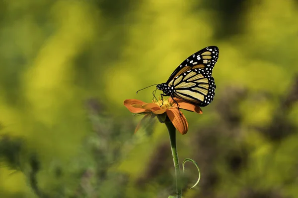 Makro Krásného Motýla Monarchy Sedícího Květině Rozmazaném Pozadí — Stock fotografie