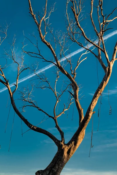 Tilted Bare Tree Blue Sky — Stock Photo, Image