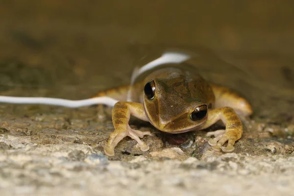 Frogs Polypedates Megacephalus Hallowell 1861 Found Valley Stream Yuanjiang County — Stock Photo, Image