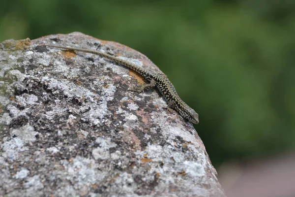 Single Lizard Wall Lizard Podarcis Muralis Sunbatching Rock — Stock Photo, Image