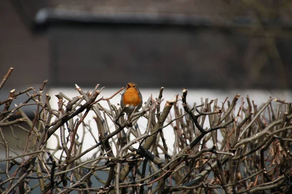 一只栖息在树枝上的橙乳知更鸟的选择性聚焦镜头 — 图库照片