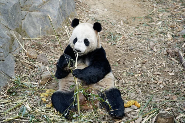 Egy Aranyos Panda Fekszik Bambuszt Eszik Állatkertben Nyáron — Stock Fotó