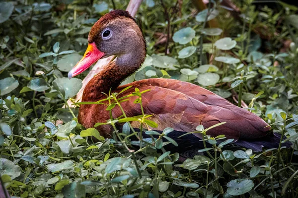 Çalılıklarda Kırmızı Gagalı Kahverengi Bir Ördeğin Yakın Plan Fotoğrafı — Stok fotoğraf