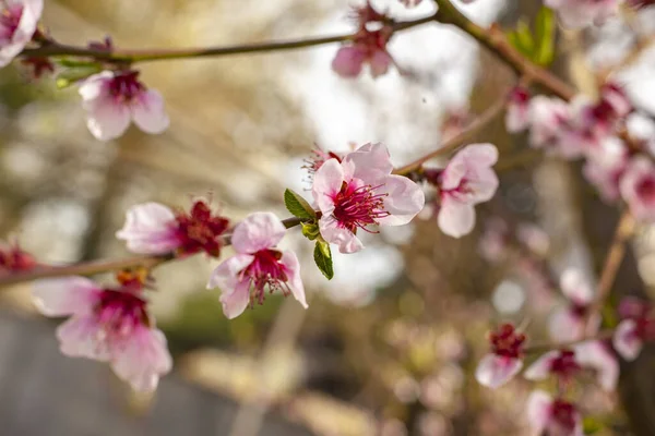 Macro shot of Peach blossoms in spring. Selective focus shot of peach flower in spring