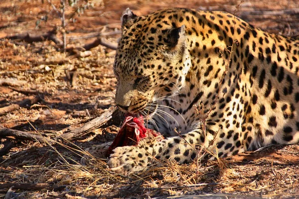 Ein Leopard Beim Legen Und Essen Von Fleisch — Stockfoto