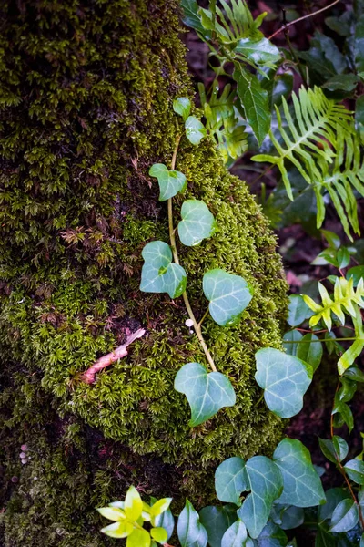 Una Pianta Edera Muschio Verde Sull Albero Giardino — Foto Stock