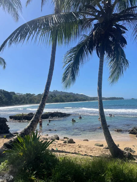 Dos Palmeras Escalofriantes Cerca Puerto Viejo —  Fotos de Stock