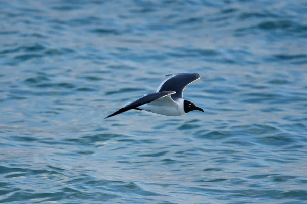 Majestätisk Närbild Svarthuvad Mås Flykt Över Havet — Stockfoto