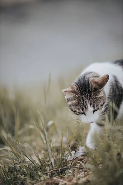 Vertikální Záběr Hnědé Bílé Kočky Parku Rozmazaném Pozadí — Stock fotografie