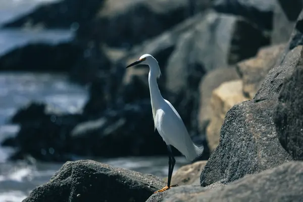 Uma Foto Close Egrets Oceanside Califórnia — Fotografia de Stock