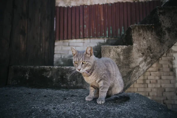 一只可爱的条纹灰猫站在外面楼梯旁边的特写镜头 — 图库照片