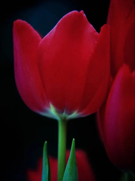 Tiro Vertical Tulipas Vermelhas Com Belas Pétalas Fundo Borrado — Fotografia de Stock