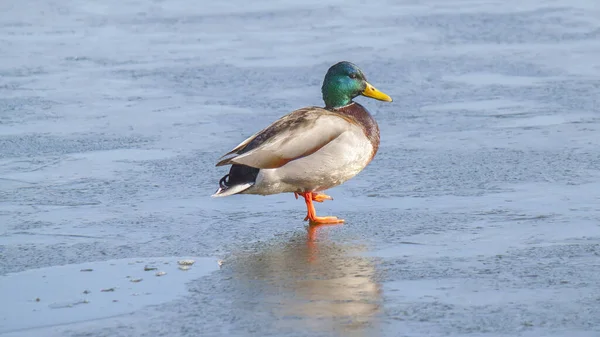 Canard Colvert Mignon Potelé Debout Sur Rivage Humide Sous Soleil — Photo