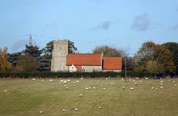 Rebaño Ovejas Pastando Por Iglesia Santa Cruz Bearsted Kent Inglaterra — Foto de Stock