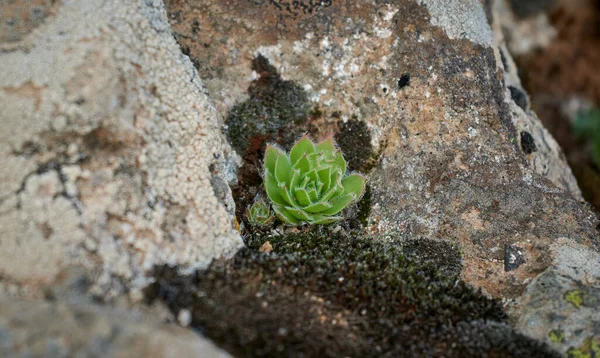 Primer Plano Una Pequeña Planta Suculenta Que Crece Una Roca —  Fotos de Stock