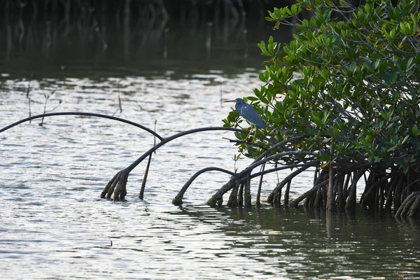 Blå Hejre Fugl Mangrove Busk - Stock-foto