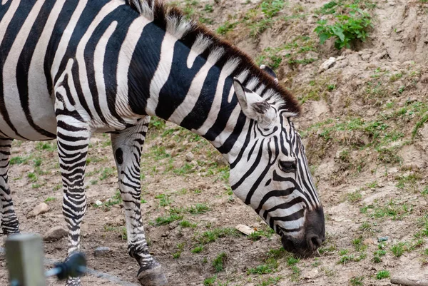 一只野生斑马的特写镜头 它正在动物公园的地面上吃草 — 图库照片