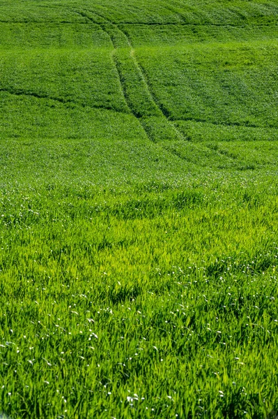 晴れた日にペサロの丘の上の緑の小麦畑 — ストック写真
