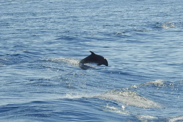 Groupe Dauphins Dans Mer Égée Entre Les Îles Grecques — Photo