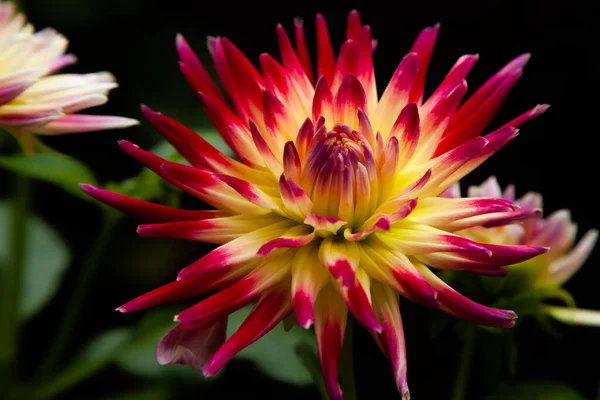 Een Close Opname Van Een Semi Cactus Dahlia Tahiti Sunrise — Stockfoto