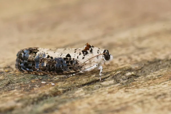 Detailed Closeup White Backed Marble Moth Hedya Salicella Sitting Wood — Stock Photo, Image