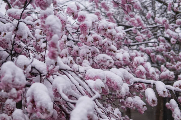 一朵盛开的樱花树枝头被雪覆盖着 — 图库照片