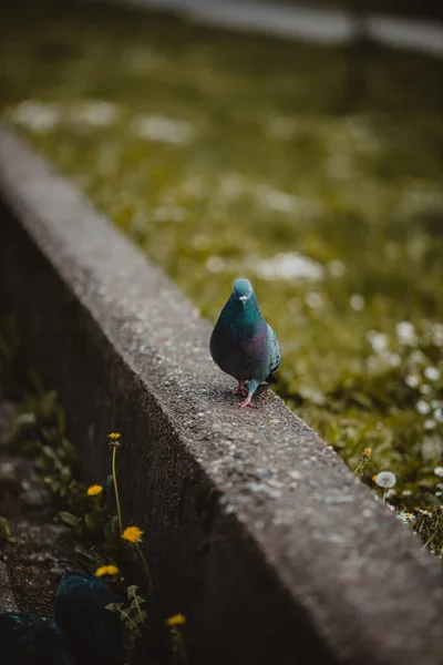 Colpo Verticale Piccioni Cerca Cibo Nel Parco — Foto Stock