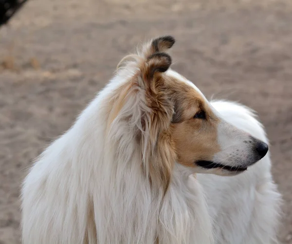 大きな犬のクローズアップショット — ストック写真