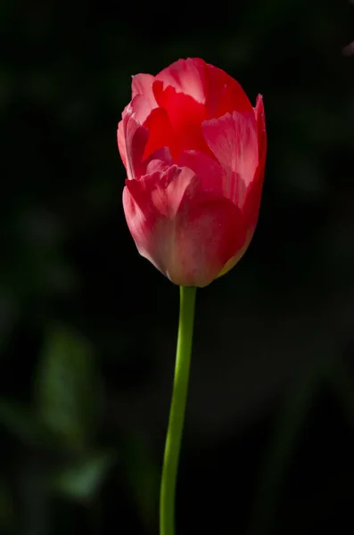 Red Tulip Black Background Sunlight Shining Petals — Stock Photo, Image