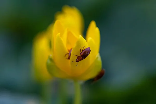 Primer Plano Insecto Marrón Una Flor Amarilla Trollius —  Fotos de Stock