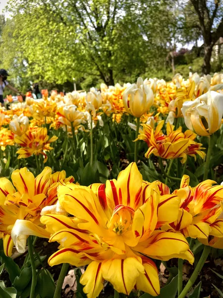 Krásná Skvrna Žlutých Tulipánů Červenými Vzory — Stock fotografie
