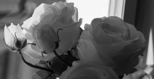 Bir Odadaki Beyaz Güllerin Yakın Çekimi — Stok fotoğraf
