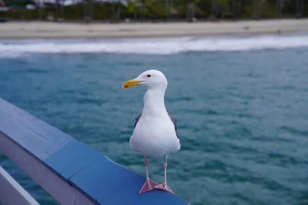 Mise Point Sélective Une Mouette Perchée Sur Une Jetée Californie — Photo