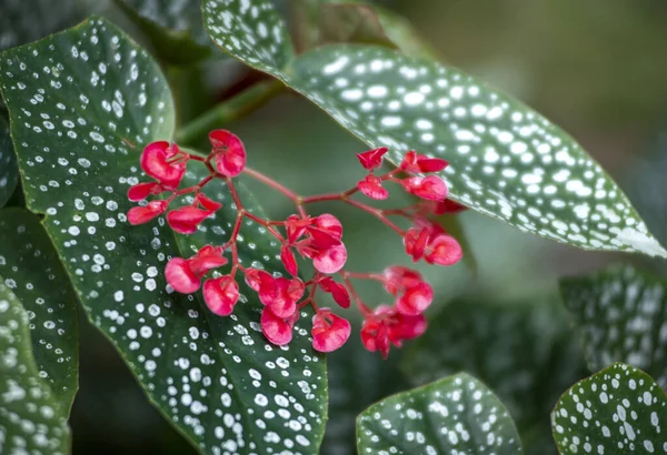 Макро Вид Крошечных Красных Цветов Бегония Среди Зеленых Пунктирных Листьев — стоковое фото