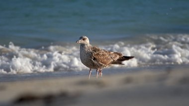 Sahilde genç bir martı kuşunun yakın çekimi.