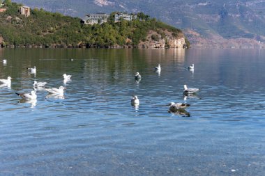 Gün ışığında gölde yüzen martıların manzaralı manzarası.