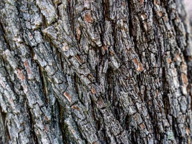 Ağaç kabuğu dokusunun yakın çekimi
