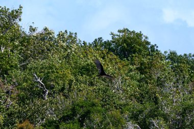 Ağaçların üzerinde bir martının güzel görüntüsü.