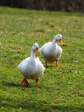 New Albany, Indiana, ABD 'deki bir halk parkında iki Amerikan Pekin' inin dikey çekimi.